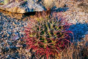 Ferocactus wislizeni Fishhook Barrel Cactus, a young plant growing among stones in a rock desert photo
