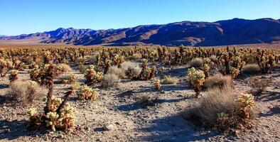 Teddy-bear cholla Cylindropuntia bigelovii - large thickets of prickly pear cactus with tenacious yellowish spines in the desert of Joshua Tree NP, California photo