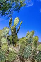 Opuntia engelmannii - close-up of a cactus in the desert against the sky photo