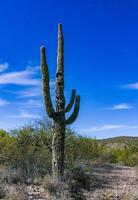 Carnegiea gigantea - giant cactus against a blue sky in the rock desert in Organ Pipe NP photo