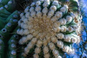 Carnegiea gigantea - giant cactus against a blue sky in the rock desert in Organ Pipe NP photo