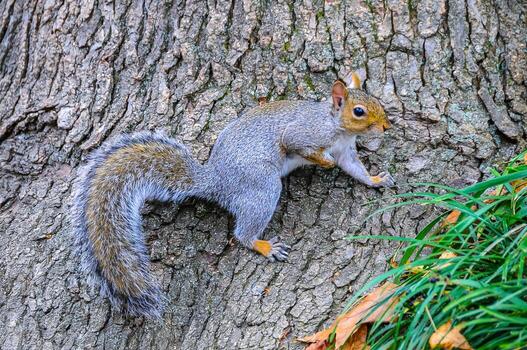 gris ardilla sciurus carolinensis en un árbol en el parque, Manhattan foto
