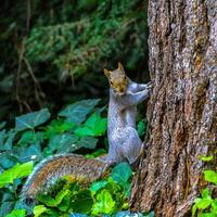 Gray Squirrel Sciurus carolinensis, On a tree in the park, Manhattan photo