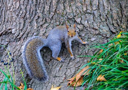 gris ardilla sciurus carolinensis, en un árbol en el parque, Manhattan foto