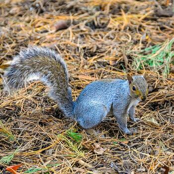 gris ardilla sciurus carolinensis roedor ardilla mirando para comida en caído hojas foto