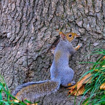 gris ardilla sciurus carolinensis en un árbol en el parque, Manhattan foto