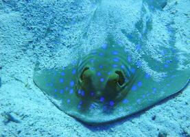 Bluespotted Taeniura lymma ribbontail ray lies on sand or floats among corals on a reef in the Red Sea photo