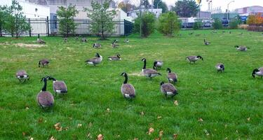 The Canada goose Branta canadensis, birds graze on green grass near the oceanarium, Philadelphia photo