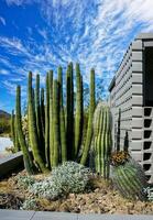 Stenocereus thurberi and Ferocactus wislizeni cacti near the visitor center in Organ pipe National Park photo