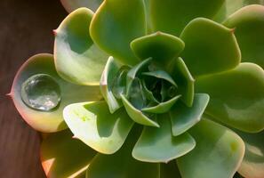 Aeonium sp., succulent plant with succulent leaves photo