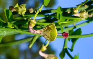 Unusual flower of a succulent plant with succulent leaves Ceropegia sp. photo