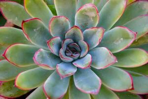Close-up, succulent leaves of a succulent plant Echeveria sp. in a botanical garden collection photo