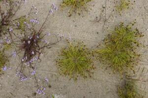 Unique coastal vegetation on sand dunes along the Black Sea coastline photo