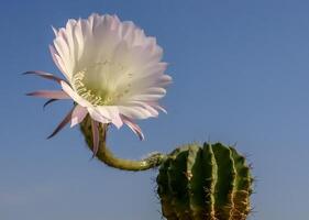 Echinopsis sp. - cactus blooming with a pink and white flower against a blue sky photo