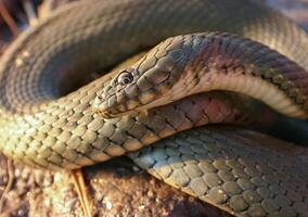 The dice snake Natrix tessellata, a water snake basks in the sun on the sandy shore of a lake photo