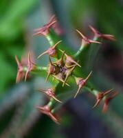 Succulent with succulent stem storing water, stem apex Euphorbia sp. photo