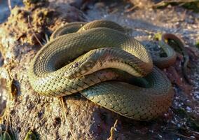 The dice snake Natrix tessellata, a water snake basks in the sun on the sandy shore of a lake photo
