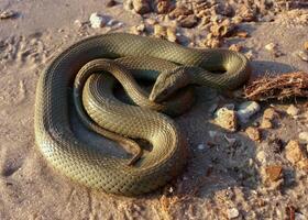 The dice snake Natrix tessellata, a water snake basks in the sun on the sandy shore of a lake photo