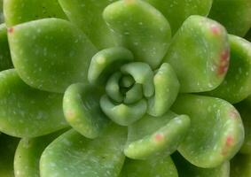 Close-up, succulent leaves of a succulent plant Echeveria sp. in a botanical garden collection photo