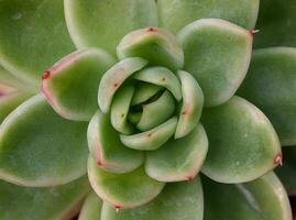Close-up, succulent leaves of a succulent plant Echeveria sp. in a botanical garden collection photo
