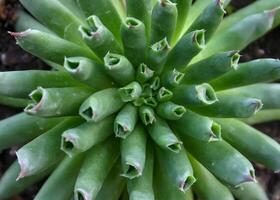 Andromiscus sp. succulent with succulent leaves that store water photo