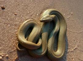 The dice snake Natrix tessellata, a water snake basks in the sun on the sandy shore of a lake photo