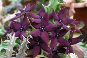 Blooming succulent with succulent leaves storing water Caralluma sp., Apocynaceae photo