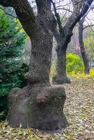 The trunk of old trees in autumn among the yellow fallen leaves photo