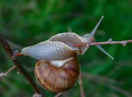 Grape snail Helix pomatia, a gastropod mollusk crawling on a twig photo