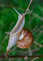 Grape snail Helix pomatia, a gastropod mollusk crawling on a twig photo