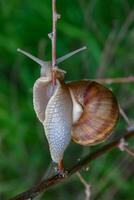 Grape snail Helix pomatia, a gastropod mollusk crawling on a twig photo