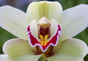 Phalaenopsis orchid blooming in a greenhouse, close-up photo