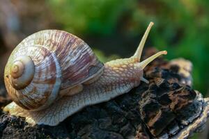 Grape snail Helix pomatia, a gastropod crawls up a tree trunk photo