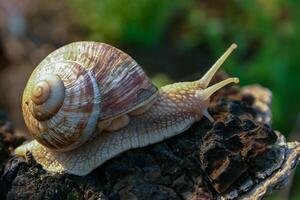 Grape snail Helix pomatia, a gastropod crawls up a tree trunk photo