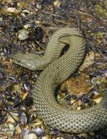 The dice snake Natrix tessellata lies on a stone, Tiligul estuary, Ukraine photo