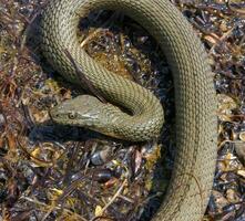 The dice snake Natrix tessellata lies on a stone, Tiligul estuary, Ukraine photo