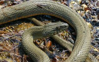 The dice snake Natrix tessellata lies on a stone, Tiligul estuary, Ukraine photo