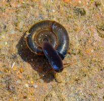 Aquatic pulmonate gastropod mollusks Planorbis planorbis, a snail crawling on a surface film of water in the clear water of Yalpug lake photo