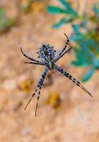 Huge spider Argiope lobata, Araneidae on a web, Krimea photo