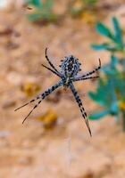 Huge spider Argiope lobata, Araneidae on a web, Krimea photo
