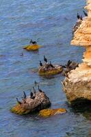 The great cormorant Phalacrocorax carbo, birds rest on rocks covered with white droppings on the Black Sea coast, Krimea photo