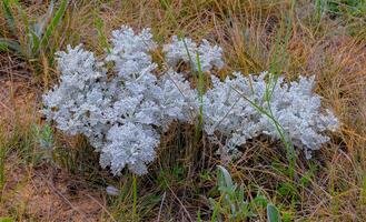 silver ragwort Jacobaea maritima, steppe plant in eastern Crimea photo