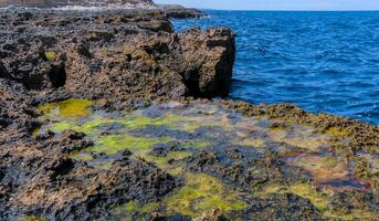 Green algae in littoral puddles in a flat rocky shore in eastern Crimea, Black Sea photo