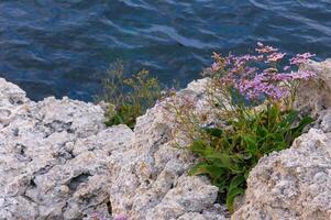 Limonium gmelinii, Halophilous plant growing on the rocky shore in the eastern Crimea, Black Sea photo