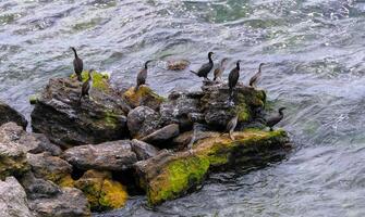 The great cormorant Phalacrocorax carbo, birds rest on rocks covered with white droppings on the Black Sea coast, Krimea photo