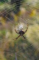 Huge spider Argiope lobata, Araneidae on a web, Crimea photo