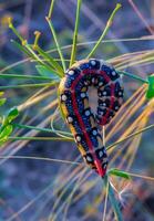 The spurge hawk-moth Hyles euphorbiae, The caterpillar of the nightjar moth eats the poisonous Euphorbia plant photo