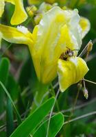 Yellow flowers, Endangered steppe plant pygmy iris or dwarf iris Iris pumila, Red Book of Ukraine photo