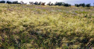 Feather-grass steppe in summer in arid eastern Crimea, Ukraine photo