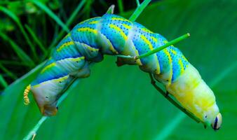 The African death's-head hawkmoth Acherontia atropos, A yellow-green nightfly caterpillar crawling through green plants photo